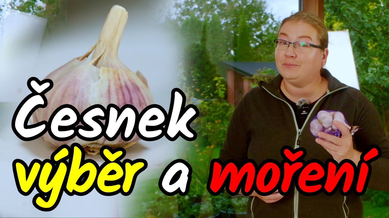 👩‍🌾Výběr a moření ČESNEKU! Správná podzimní výsadba zajistí obří palice