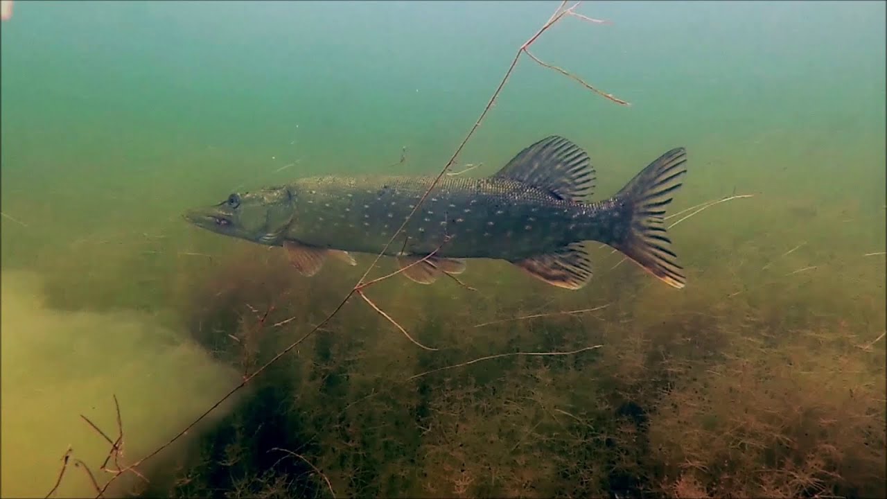 Zondagochtendduikje Kraaijenbergse Plas 7, Cuijk, 2 juni 2024