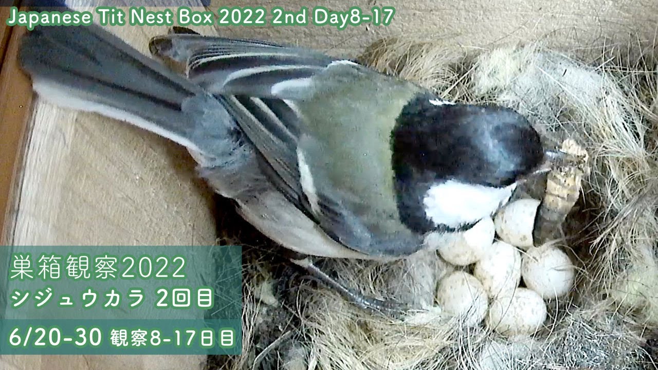 【巣箱観察2022】抱卵中シジュウカラのメス、オスに餌を食べさせてもらえない・・・（2022/6/20-30 観察8-17日）