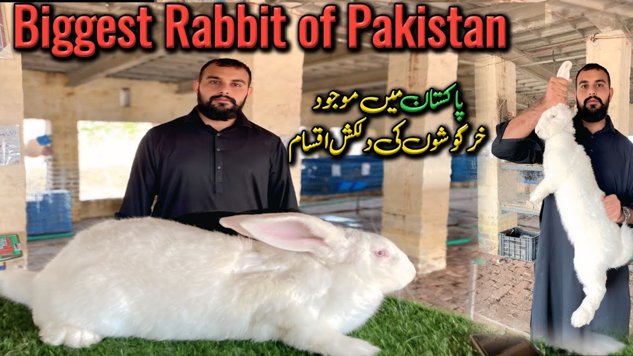 Biggest Rabbit in Pakistan | Rabbit breeds and characteristics #livestock #rabbit #pets 