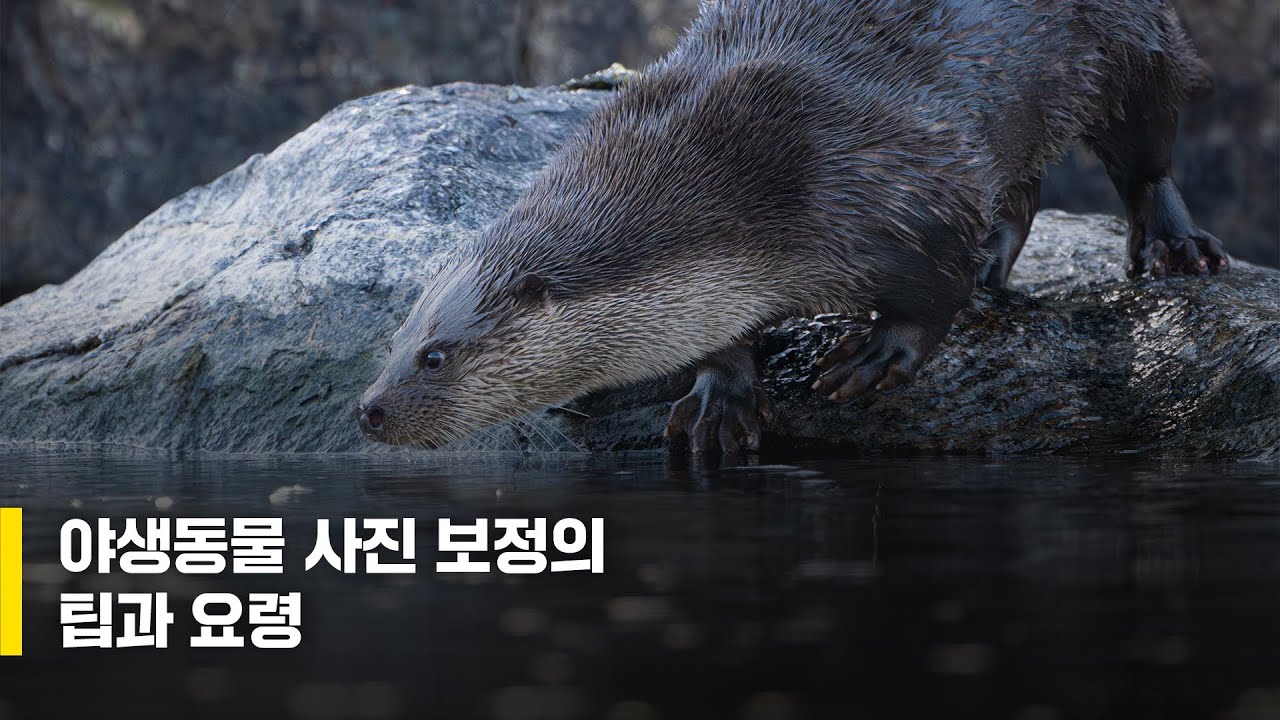 야생동물 사진 보정의 팁과 요령 / 이후민 작가