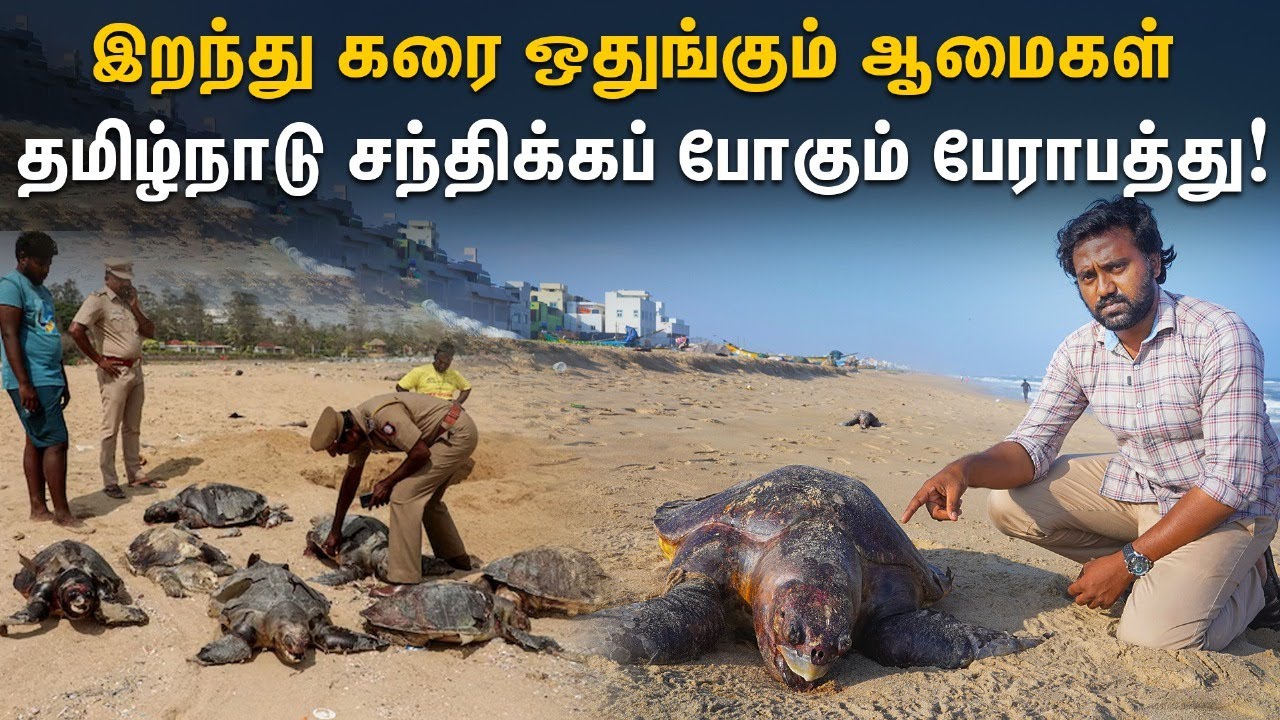 🥲🥲ஆமைகள் இறப்பதால் ஏற்படப்போகும் பேராபத்து! | Olive ridley deaths along Chennai beaches