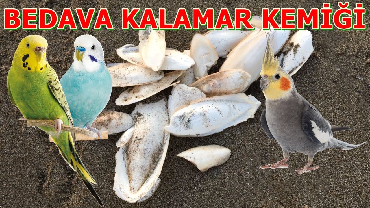 Bedava Kalamar Kemiği - Kalamar Kemiği Nasıl Bulunur ve Temizlenir