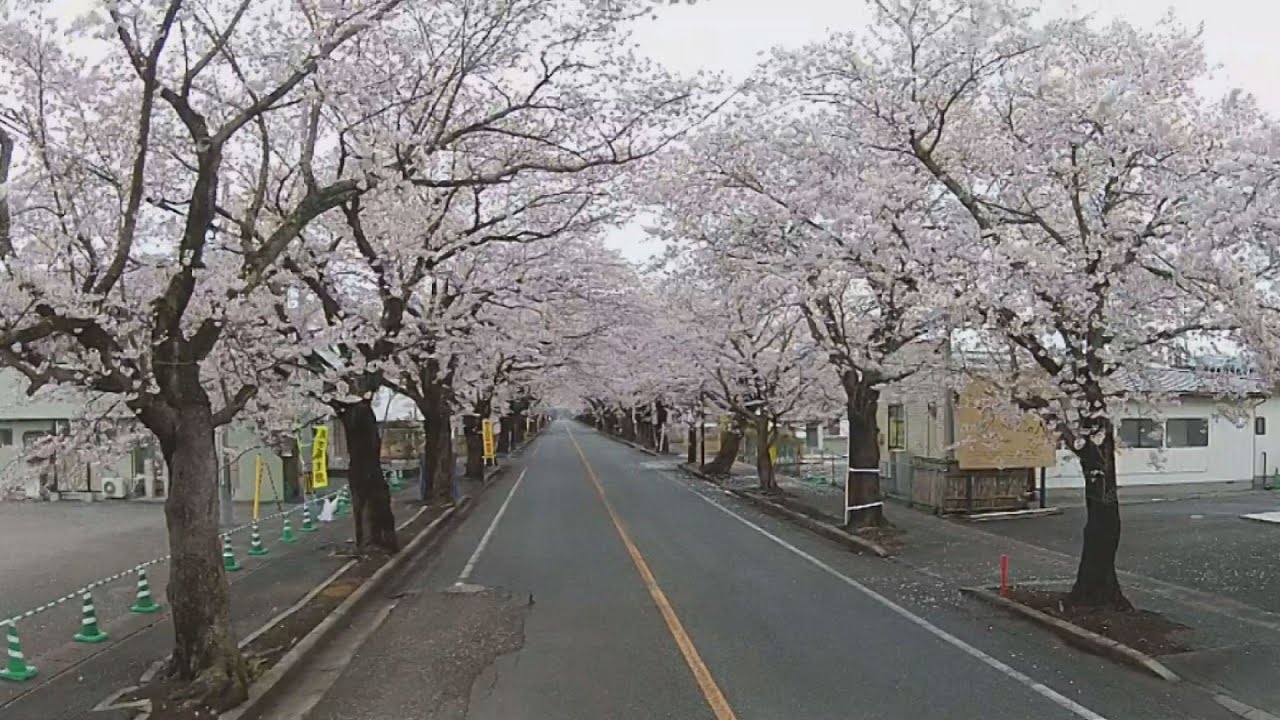 桜のトンネル満開 全町避難が続く福島県富岡町