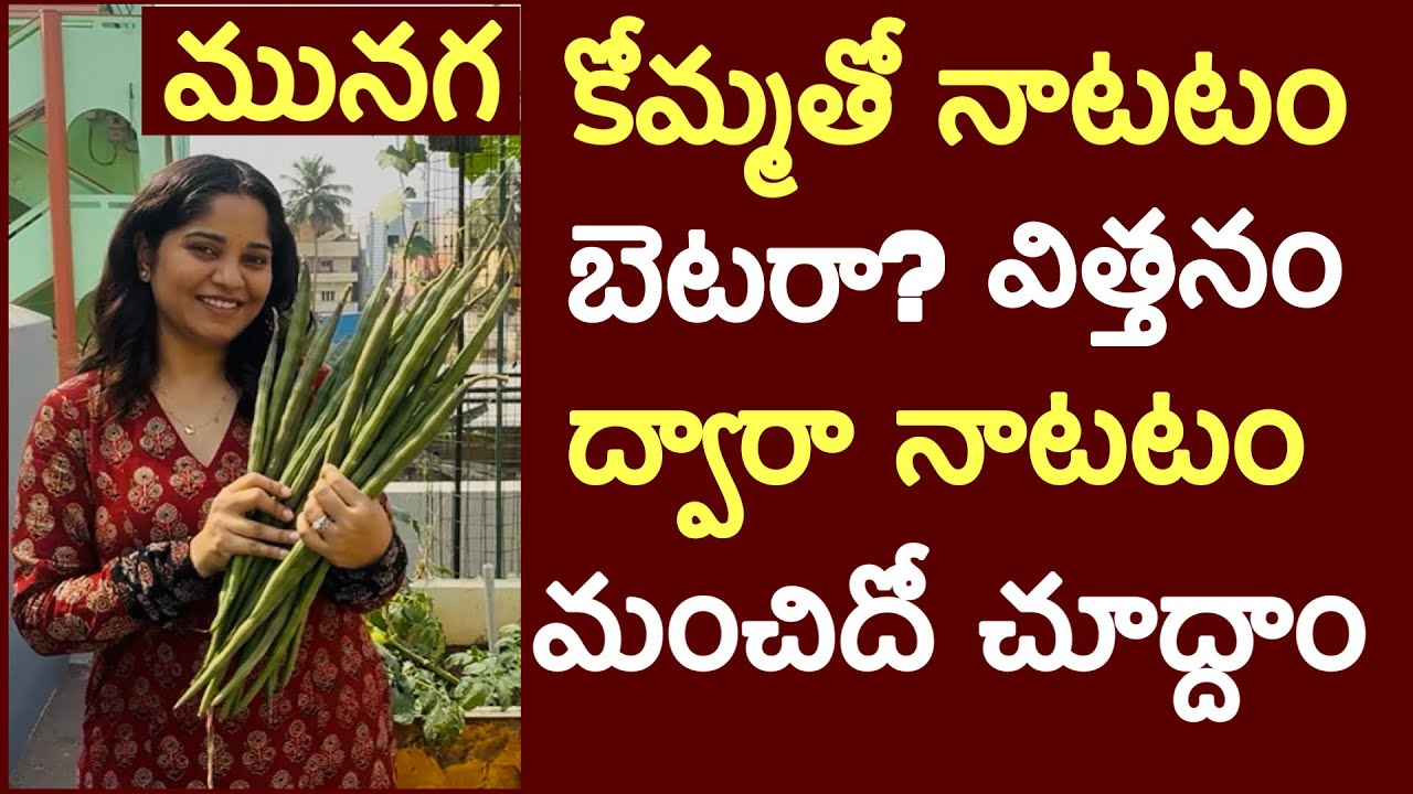  చాలా చిన్న మునగ కోమ్మ నాటి తే  ఎన్నికాయలో వచ్చయ.ఎమి చేస్తే కోమ్మ బతికి ఇన్ని కాయలు ఇచ్చిందో చూసారా 