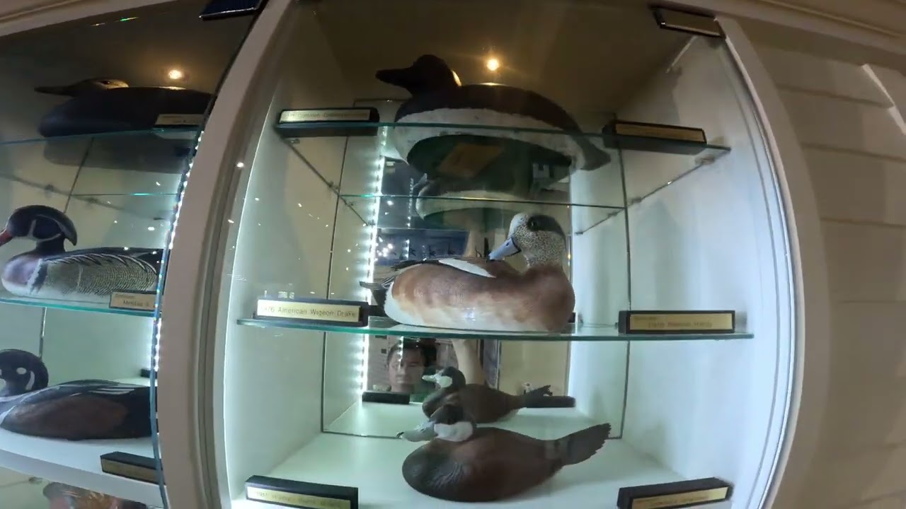 Duck Collection