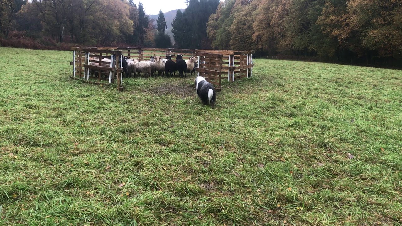 Sheep herding with bearded collie Einstein - he takes the flock out of roundpen very calm