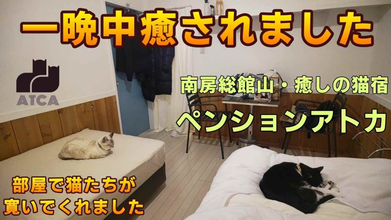 【尊いほど可愛い】ずっと部屋に猫が居付いて、一晩中癒されました　ペンションアトカ　南房総館山　癒しの宿【ＫＯ旅ちゃんねる】ATCA　1泊2食付き、夕食のロールキャベツ、朝食の洋食プレート旨し