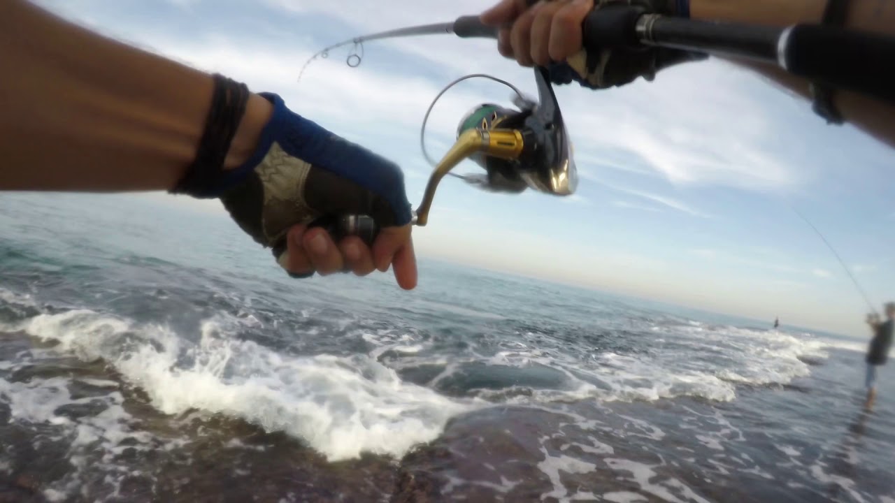 Shore jigging Israel - baby amberjack c&r and king mackerel