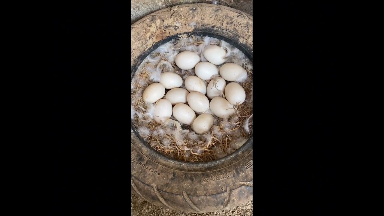 Kegiatan peternak entok skala rumahan 