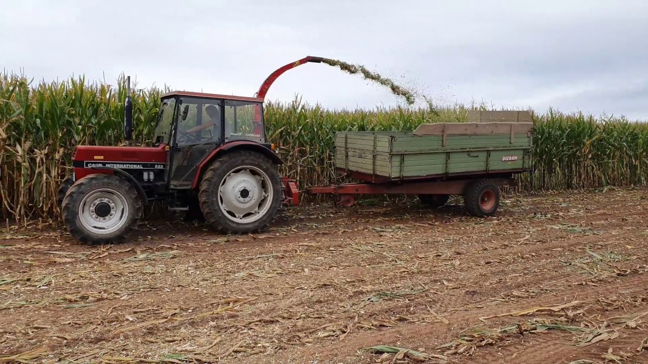 Maishäckseln 2019 mit International 833 und PZ MH 80