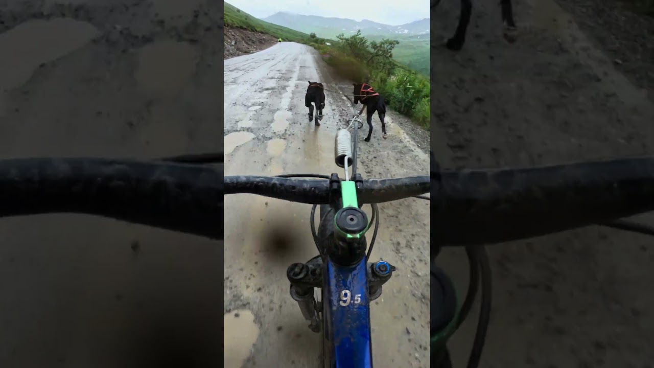 Bikejoring Hatcher Pass 