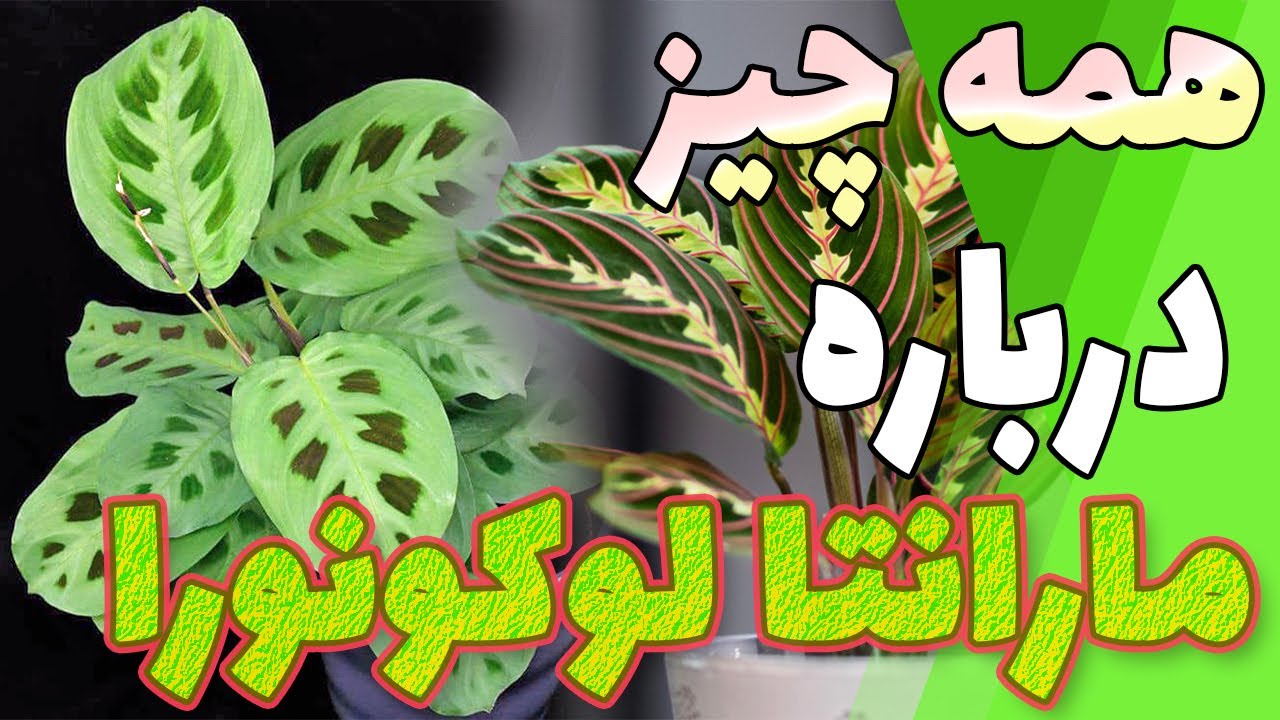 شرایط نگه داری گیاه مارانتا لوکونورا ✅همه چیز درباره گیاه مارانتا لوکونورا (گیاه نماز)