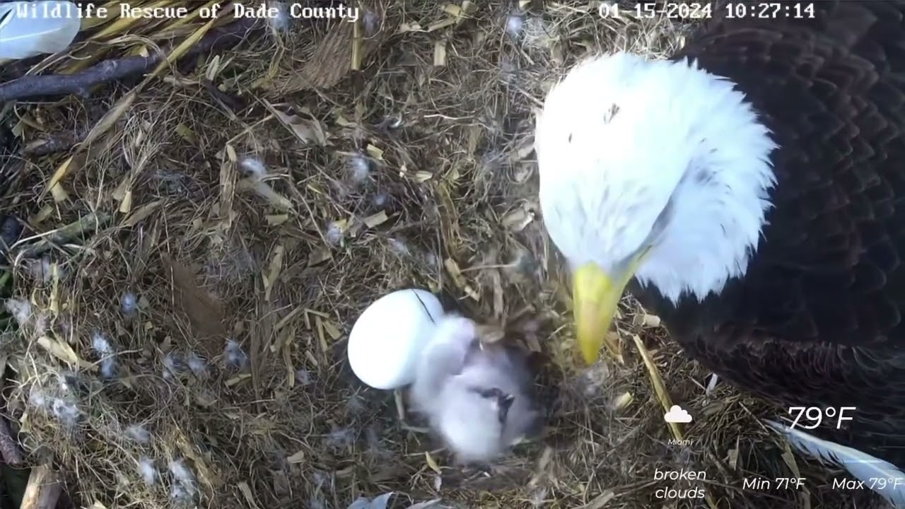 [SEFL R Nest] R6’s First Feeding Session (1/15/2024)