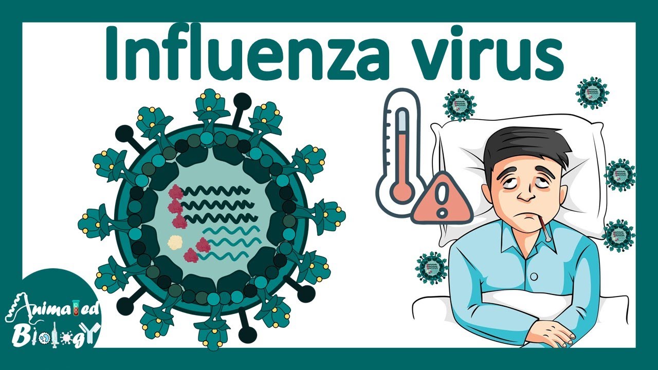 Influenza virus | Influenza pathology, infection, diagnosis and treatment | USMLE step 1