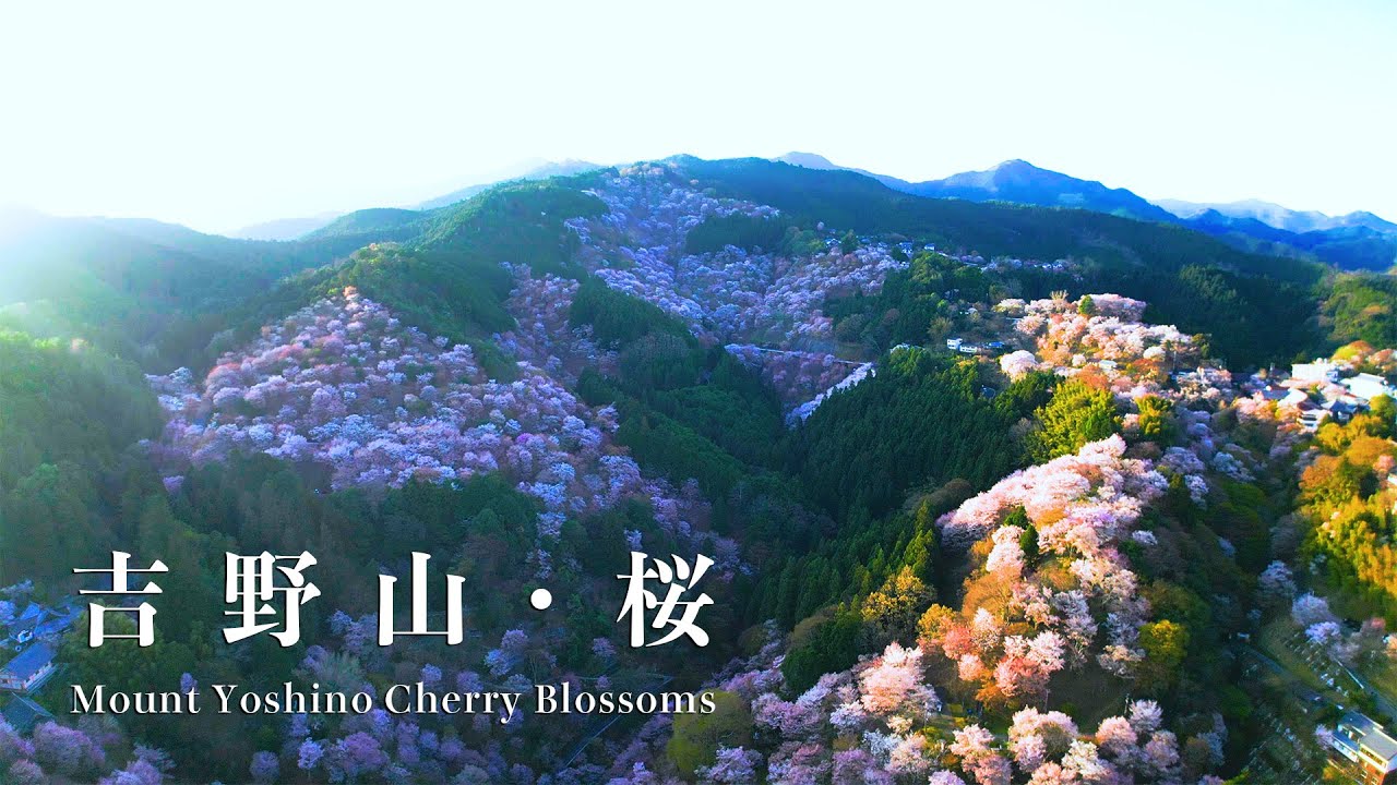 奈良県吉野山・桜 ドローン空撮 2023 Yoshino Mountain Cherry Blossoms, Nara: Drone Footage (2023)
