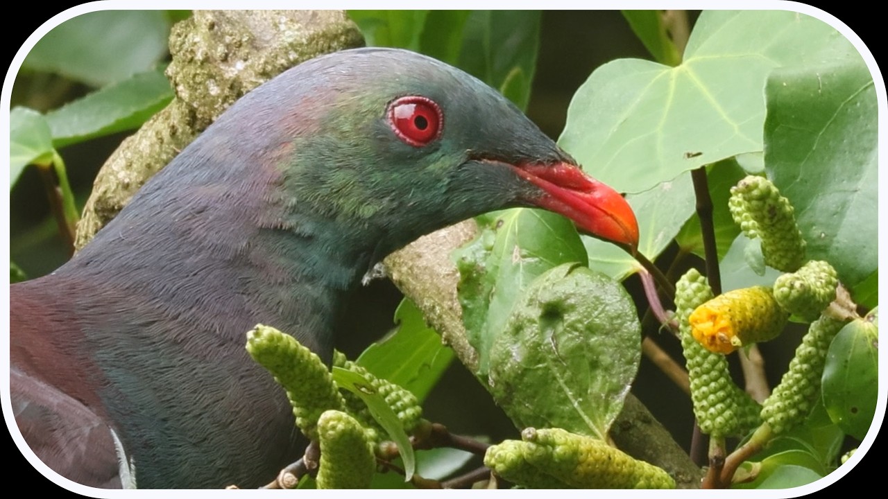 New Zealand Kererū bird (Wood Pigeon) feasting on Kawakawa fruitlets