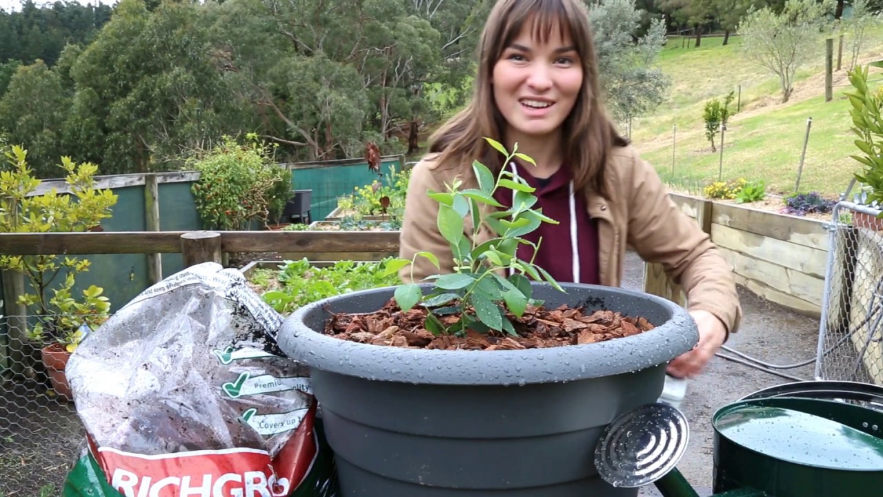 PlantNet's Blueberry Burst