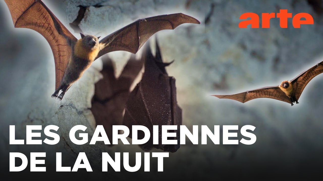 Chauves-souris, les sentinelles de la forêt | Mondes sauvages | ARTE Family