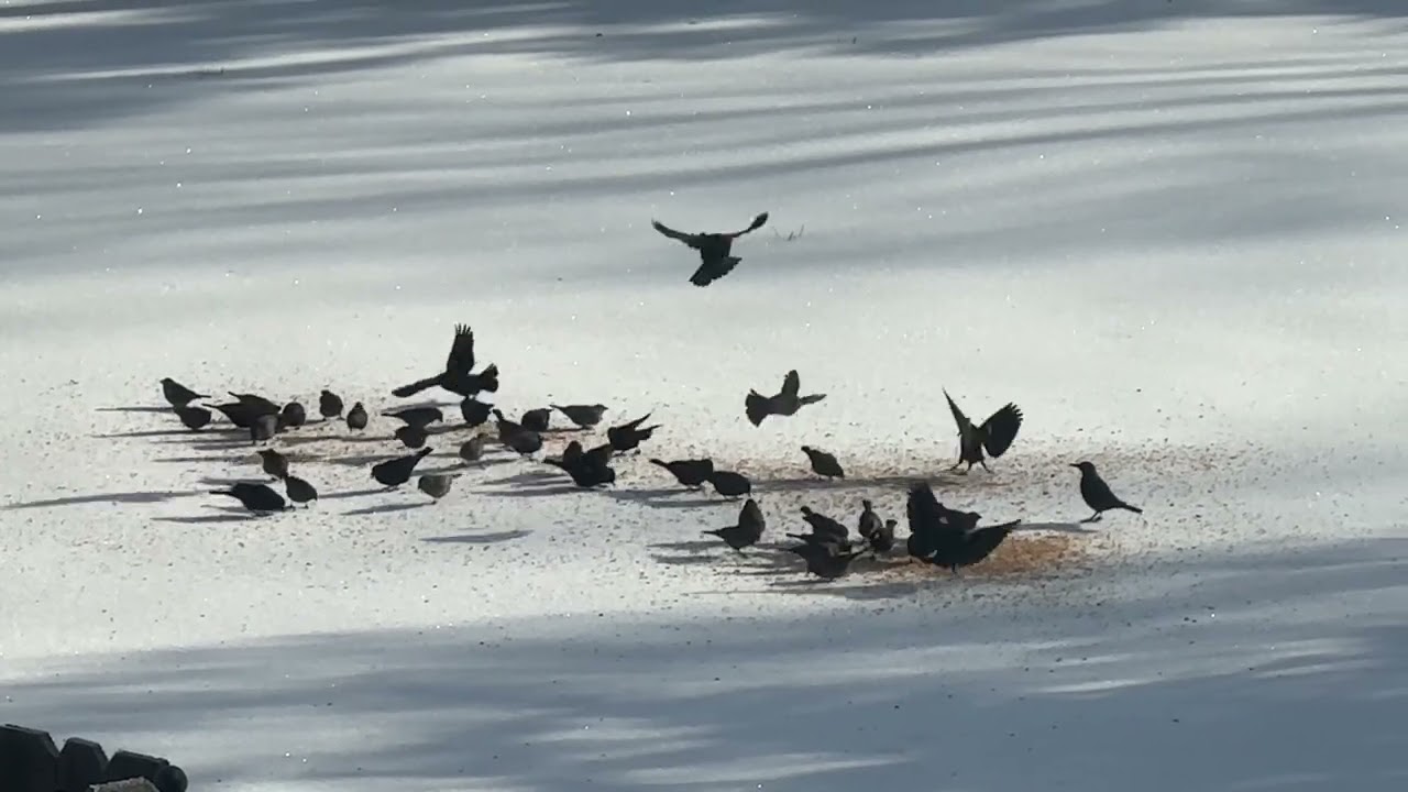 Flock of Birds-come and go