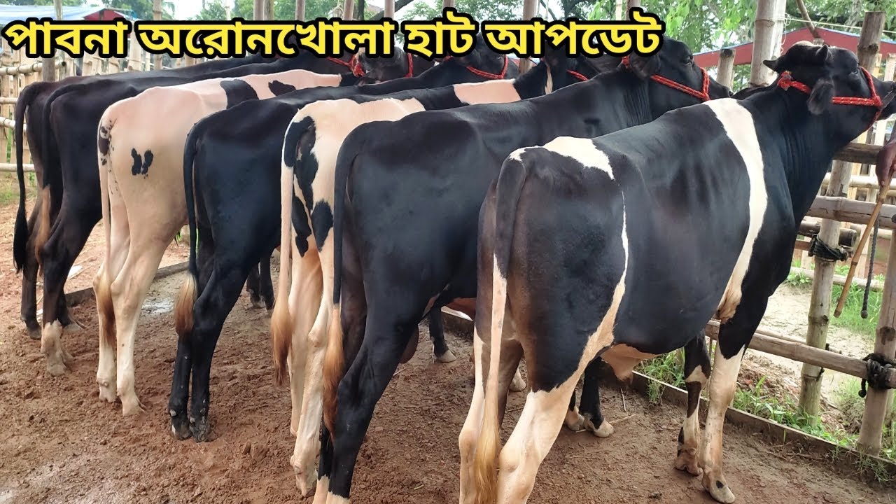 পাবনা অরনখোলা হাট আপডেট।।০৭/০৮/২০২৫।।pabna aronkhola hat।।07/08/2025।।aronkhola hat vlogs