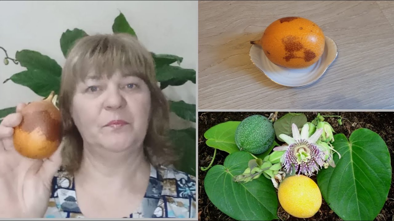 гранадилла\пассифлора сажаю семена в домашних условиях