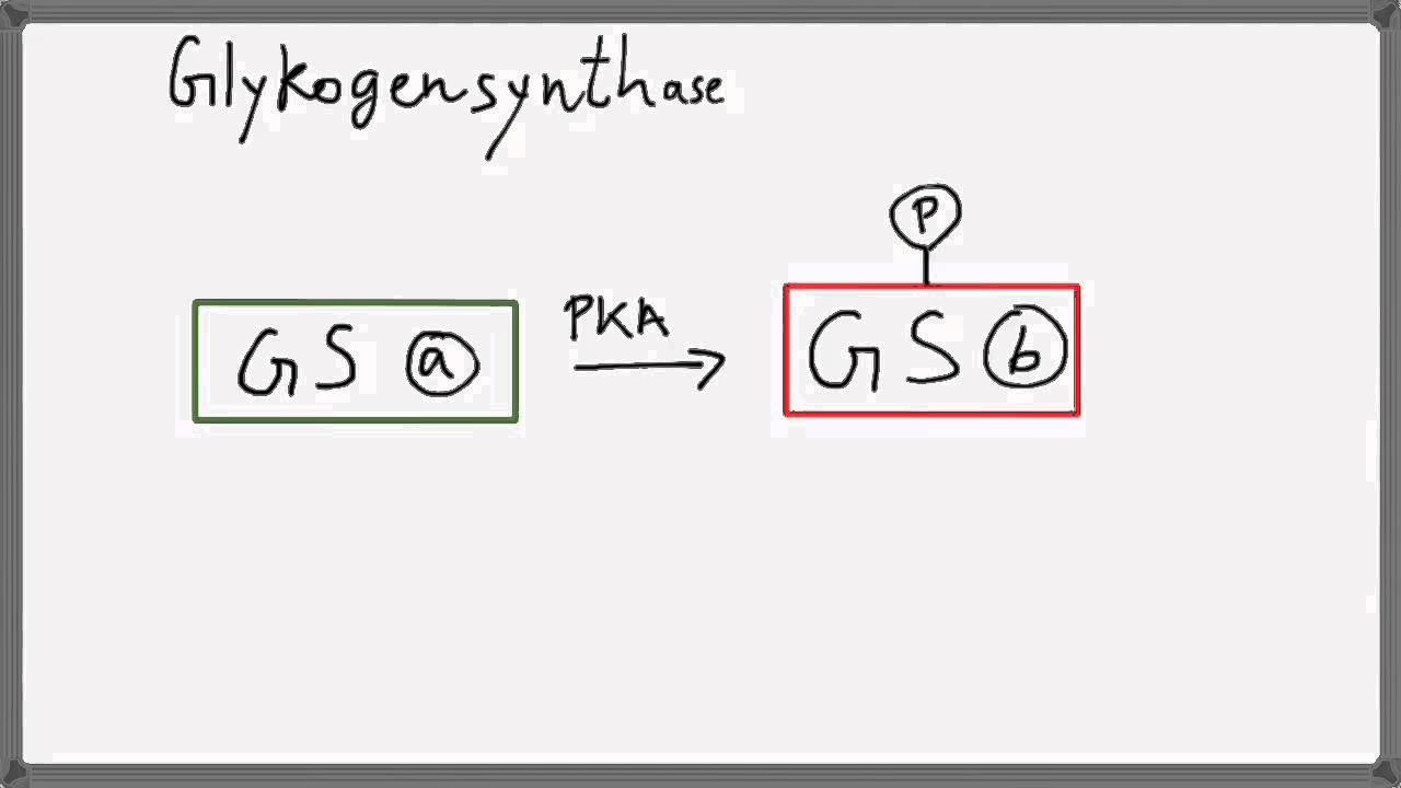 Biochemie 3 Kohlenhydrat-Stoffwechsel Regulation des Glykog
