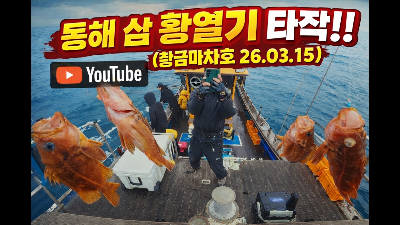 동해 삼척 황열기 타작!! (황금마차호 26.03.15)