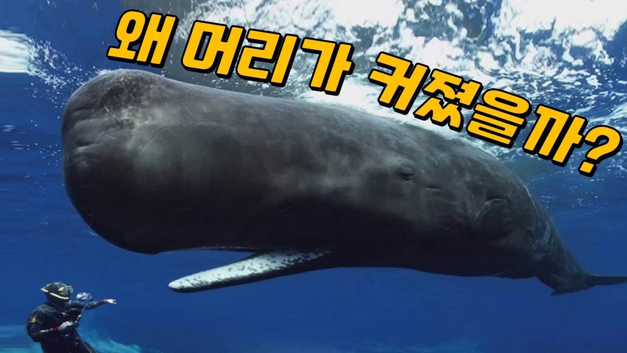 당신이 몰랐던 향유고래의 놀라운 진실들!