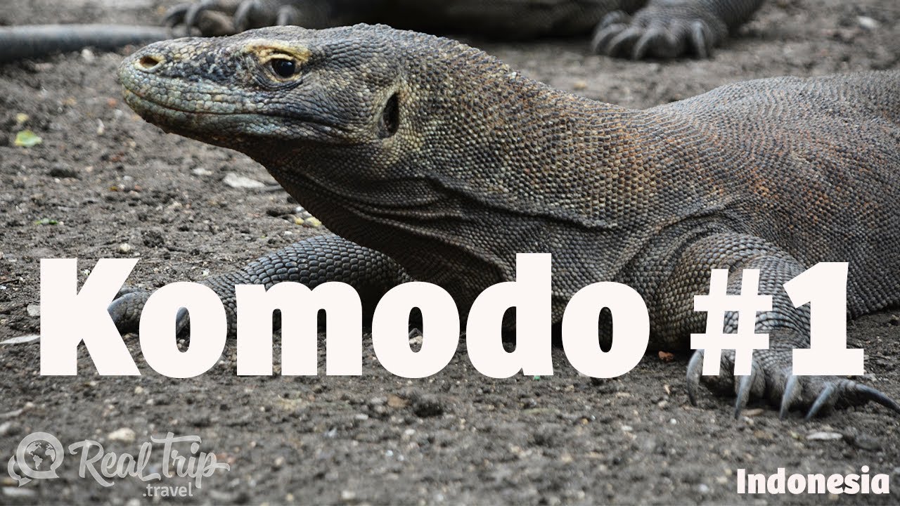 ¿Como ver al Dragón de Komodo #1?