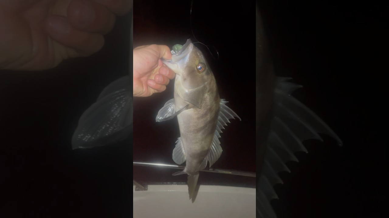 Sand bass on the homemade bait 💪🏾 #socal #sandbass #fishing