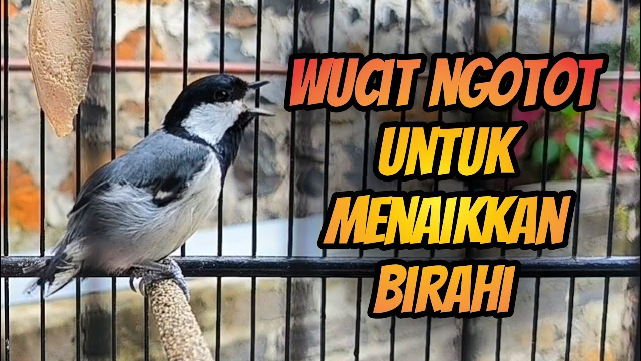 GELATIK BATU GACOR ‼️ WUCIT NGOTOT UNTUK MENAIKKAN BIRAHI #366 