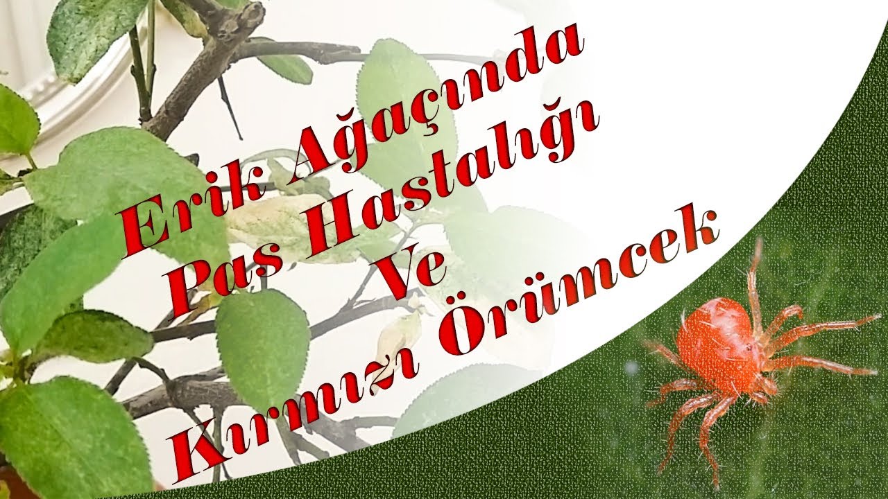 Erik Ağaçı (Bonsai) fidanında Pas Hastalığı ve Kırmızı Örümçek Zararlısı(Akarlar)