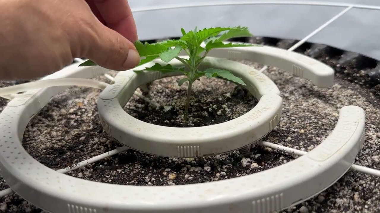 Amnezia Auto - Soma Seeds - Sacred Soil
