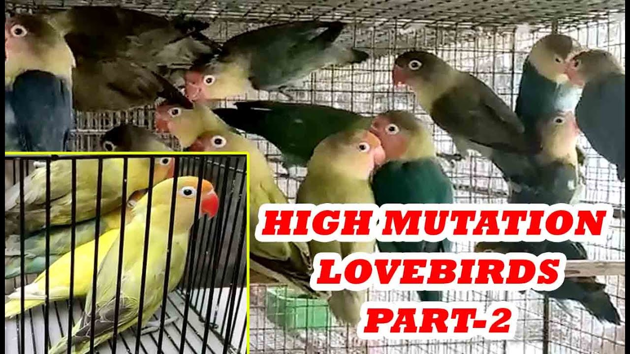 High Mutation Lovebirds Exclusive *****(Kolkata Lovebirds) with more information