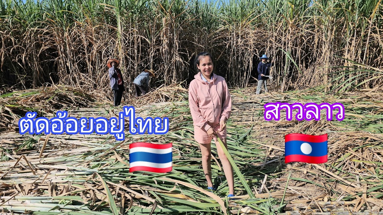 สาวลาว🇱🇦ว่าจะมารับจ้างตัดอ้อยอยู่ไทย🇹🇭