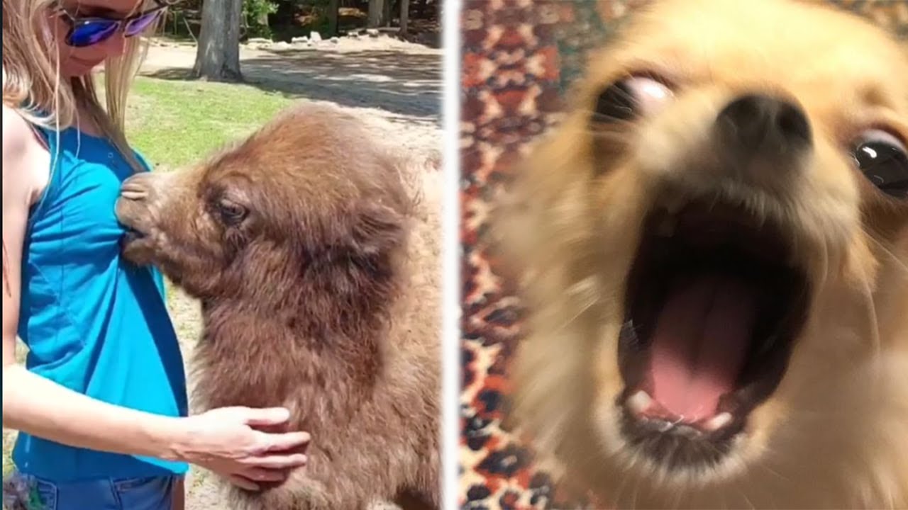 🐱🐶 Summary of the latest funny animal videos 2022 - Pet Friends