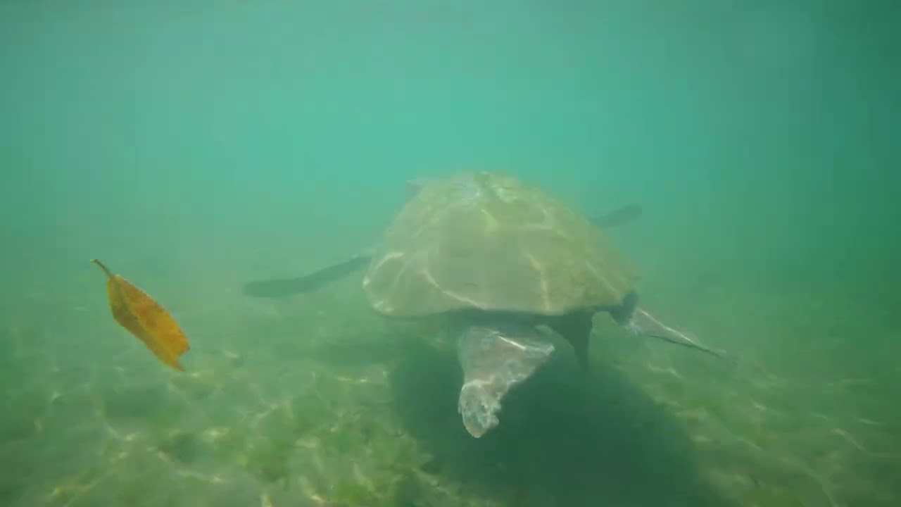 Tortuga Negra Chelonia Midas Agasizzy