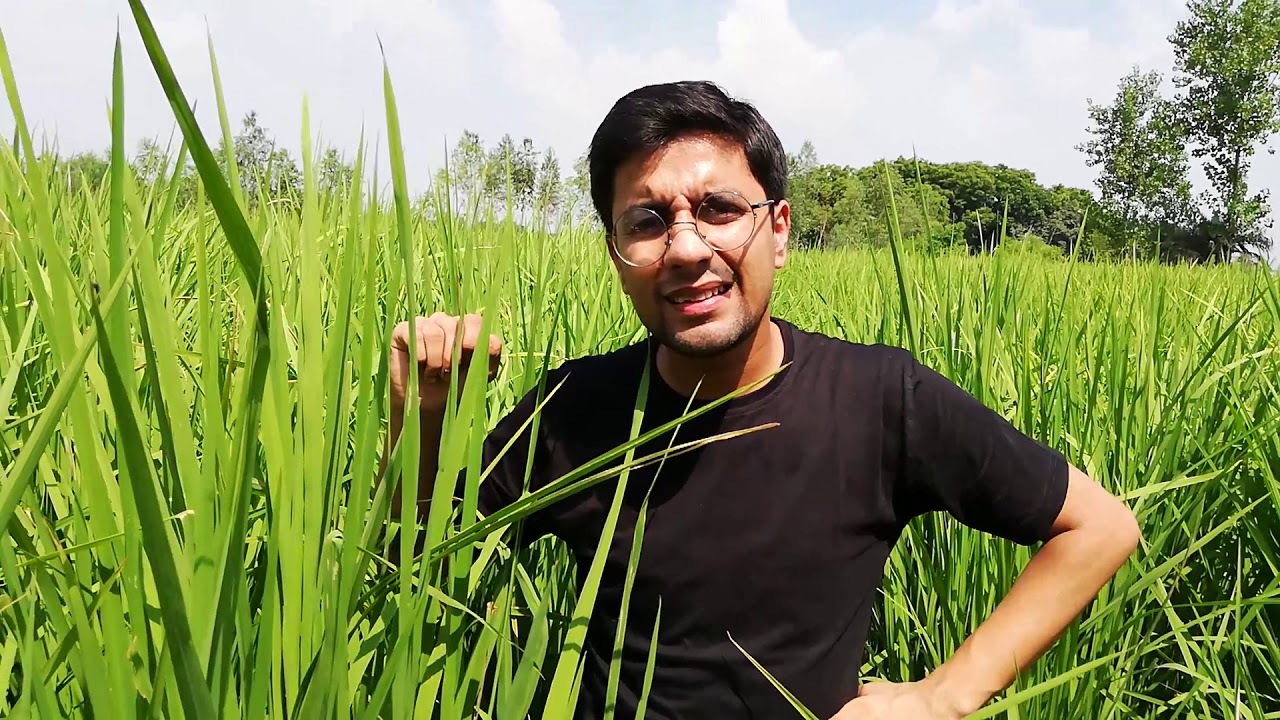 জিরো বাজেট ন্যাচারাল ফার্মিং পদ্ধতিতে ধান চাষ