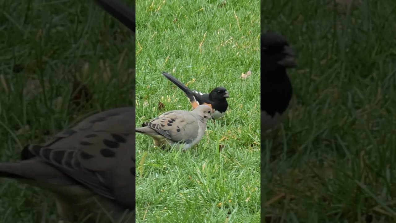 Eastern Towhee #birds #wildlife #towhee #easterntowhee