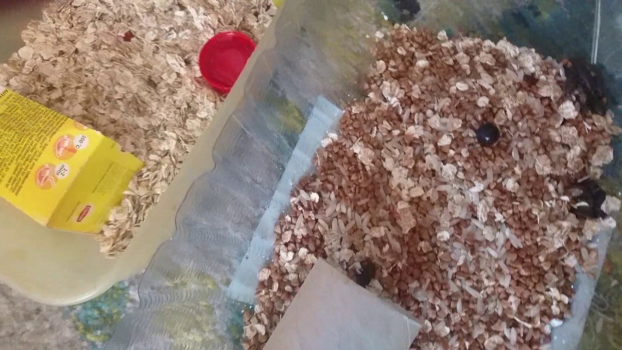 Мой опыт разведения мучных жуков и червей.