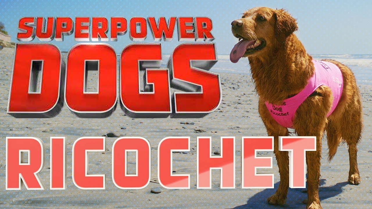 Filming Ricochet, Certified Therapy Dog | Superpower Dogs