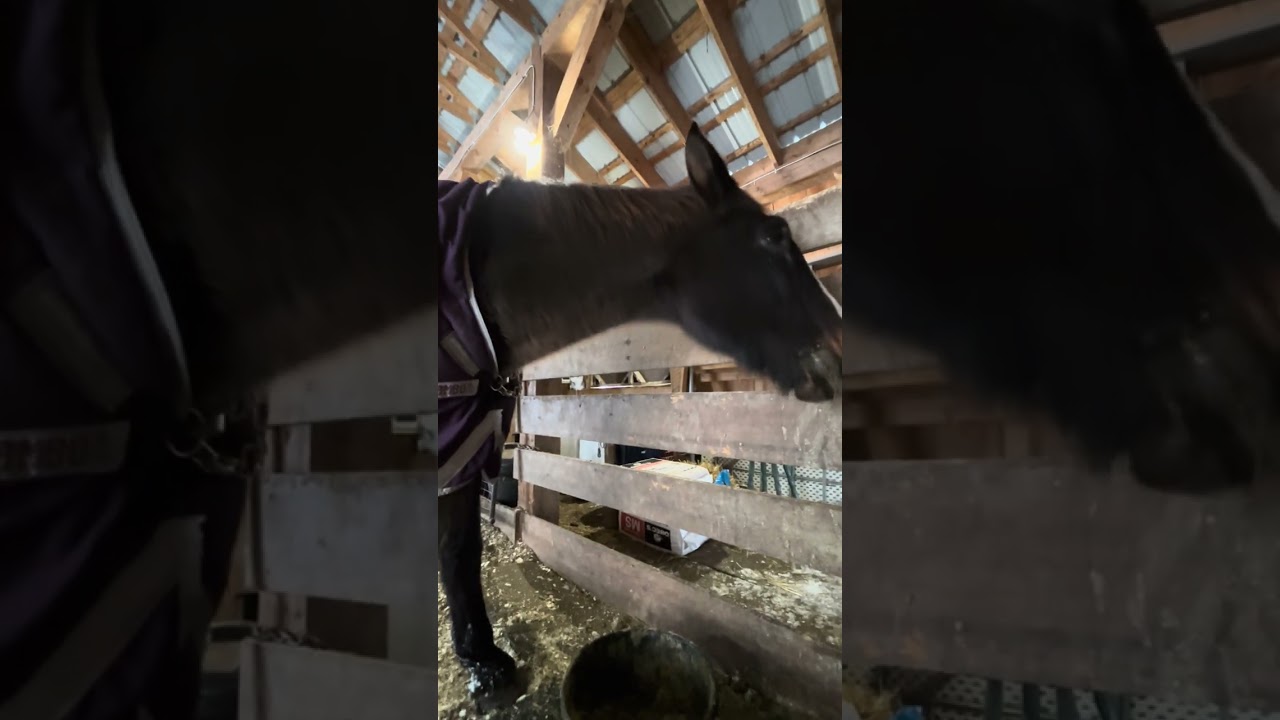 Sanctuary horses at Walkabout Farm