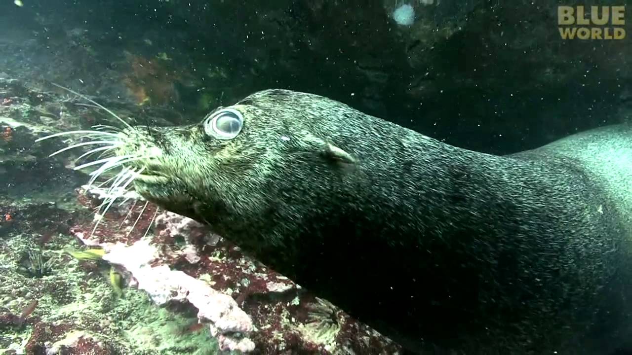 Sea lions play with diver underwater!
