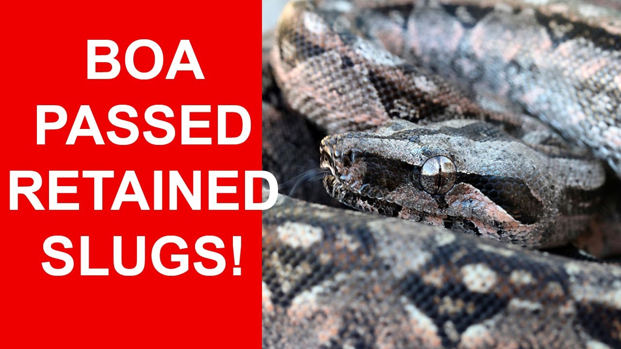 Retained Slugs and Embryos: A Downside to Breeding Boas (and what to do it it happens to your boa)