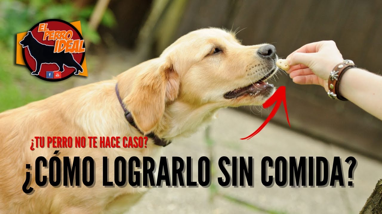Como hacer que mi perro me obedezca solo a mi...[sin comida]🥩