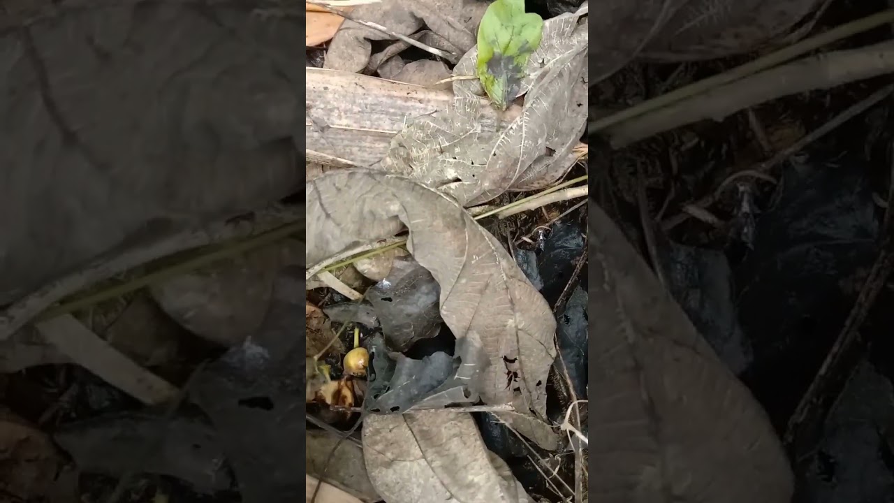 Picking up wild snails after the rain