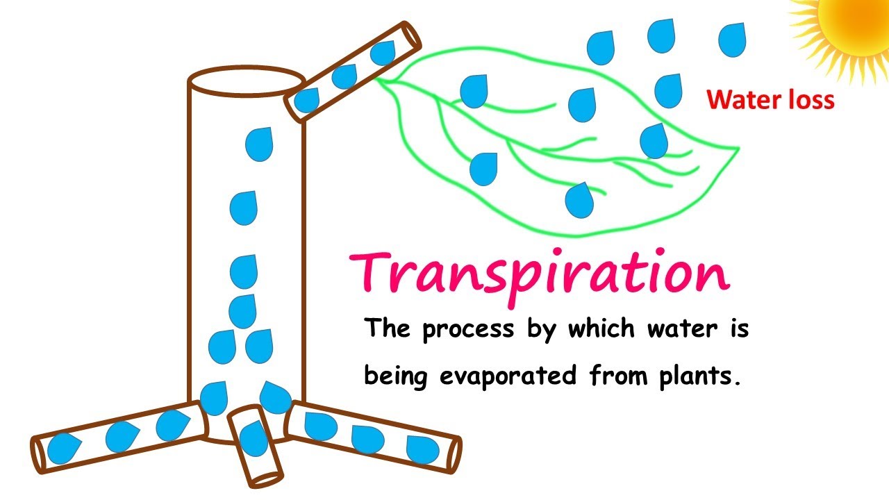 Transpiration Explained (Important lesson)