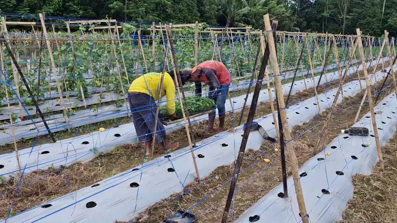 BRILLIANT TECHNIQUE! HOW FARMERS PREPARE BEFORE PLANTING CHILI SEEDS - Agriculture Farming