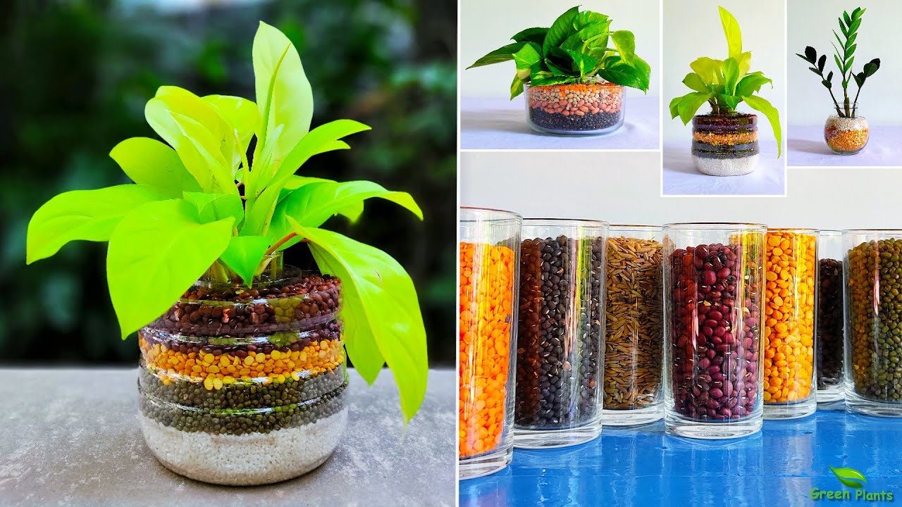 Impressive Ideas For Your Indoor Planter pots//GREEN PLANTS